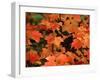 Sugar maple leaves in fall, Vermont, USA-Charles Sleicher-Framed Photographic Print