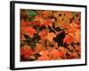 Sugar maple leaves in fall, Vermont, USA-Charles Sleicher-Framed Photographic Print