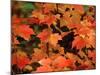 Sugar maple leaves in fall, Vermont, USA-Charles Sleicher-Mounted Photographic Print