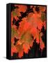 Sugar Maple Leaves in Fall, Vermont, USA-Charles Sleicher-Framed Stretched Canvas