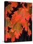 Sugar Maple Leaves in Fall, Vermont, USA-Charles Sleicher-Stretched Canvas