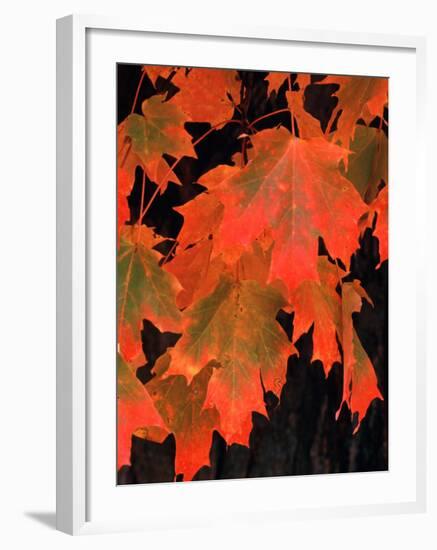 Sugar Maple Leaves in Fall, Vermont, USA-Charles Sleicher-Framed Premium Photographic Print
