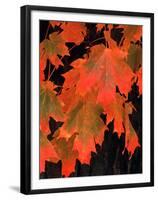 Sugar Maple Leaves in Fall, Vermont, USA-Charles Sleicher-Framed Premium Photographic Print