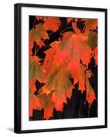 Sugar Maple Leaves in Fall, Vermont, USA-Charles Sleicher-Framed Photographic Print