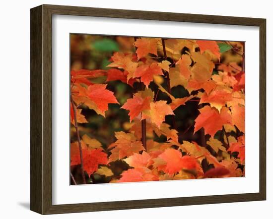 Sugar Maple Leaves in Fall, Vermont, USA-Charles Sleicher-Framed Premium Photographic Print