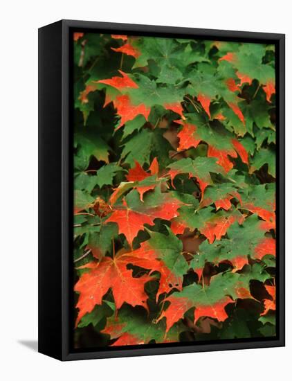 Sugar maple leaves in fall, Vermont, USA-Charles Sleicher-Framed Stretched Canvas