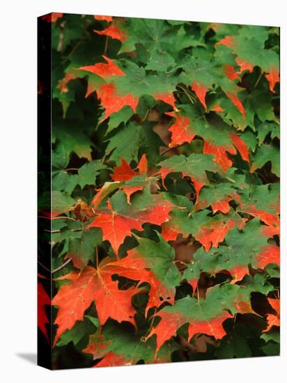 Sugar maple leaves in fall, Vermont, USA-Charles Sleicher-Stretched Canvas