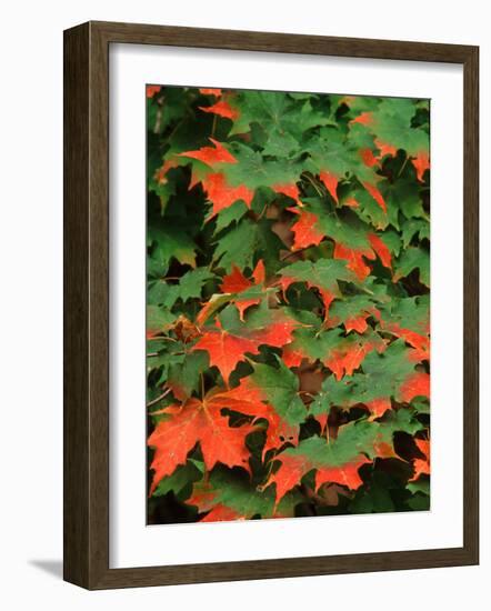 Sugar maple leaves in fall, Vermont, USA-Charles Sleicher-Framed Photographic Print