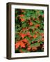 Sugar maple leaves in fall, Vermont, USA-Charles Sleicher-Framed Photographic Print