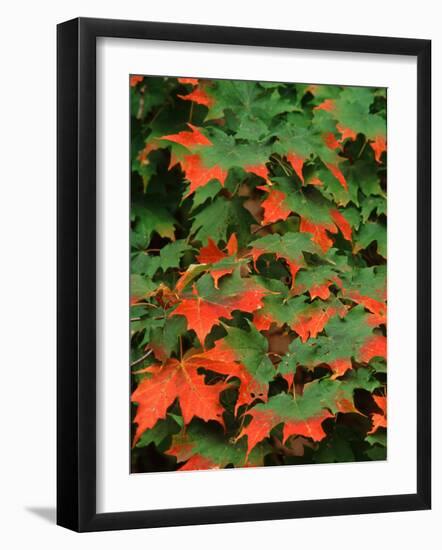 Sugar maple leaves in fall, Vermont, USA-Charles Sleicher-Framed Photographic Print