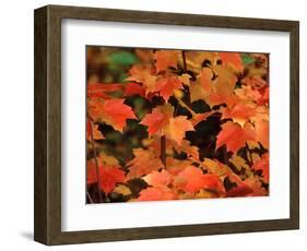 Sugar maple leaves in fall, Vermont, USA-Charles Sleicher-Framed Photographic Print