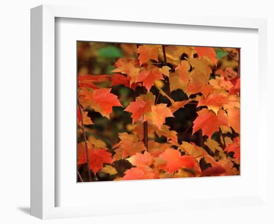 Sugar maple leaves in fall, Vermont, USA-Charles Sleicher-Framed Photographic Print