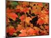 Sugar maple leaves in fall, Vermont, USA-Charles Sleicher-Mounted Photographic Print