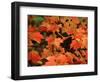 Sugar Maple Leaves in Fall, Vermont, USA-Charles Sleicher-Framed Photographic Print