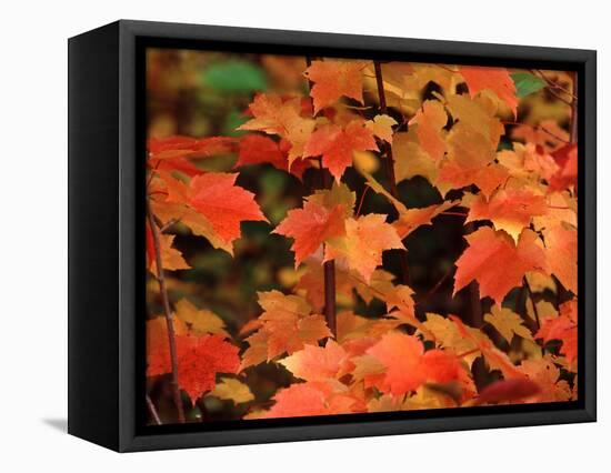 Sugar Maple Leaves in Fall, Vermont, USA-Charles Sleicher-Framed Stretched Canvas