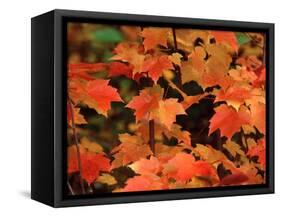 Sugar Maple Leaves in Fall, Vermont, USA-Charles Sleicher-Framed Stretched Canvas