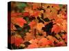 Sugar Maple Leaves in Fall, Vermont, USA-Charles Sleicher-Stretched Canvas