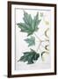 Sugar Maple-Henri Joseph Redouté-Framed Giclee Print