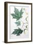 Sugar Maple-Henri Joseph Redouté-Framed Giclee Print