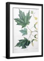 Sugar Maple-Henri Joseph Redouté-Framed Giclee Print