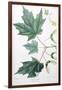 Sugar Maple-Henri Joseph Redouté-Framed Giclee Print