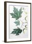 Sugar Maple-Henri Joseph Redouté-Framed Giclee Print