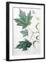 Sugar Maple-Henri Joseph Redouté-Framed Giclee Print