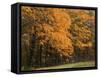 Sugar Maples, Ozark-St. Francis National Forest, Arkansas, USA-Charles Gurche-Framed Stretched Canvas