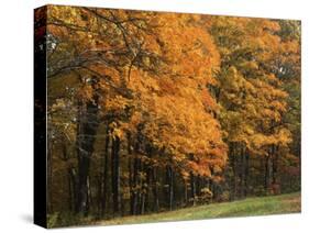 Sugar Maples, Ozark-St. Francis National Forest, Arkansas, USA-Charles Gurche-Stretched Canvas