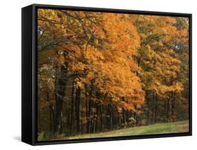 Sugar Maples, Ozark-St. Francis National Forest, Arkansas, USA-Charles Gurche-Framed Stretched Canvas