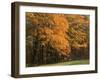 Sugar Maples, Ozark-St. Francis National Forest, Arkansas, USA-Charles Gurche-Framed Photographic Print