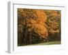 Sugar Maples, Ozark-St. Francis National Forest, Arkansas, USA-Charles Gurche-Framed Photographic Print