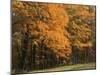 Sugar Maples, Ozark-St. Francis National Forest, Arkansas, USA-Charles Gurche-Mounted Photographic Print