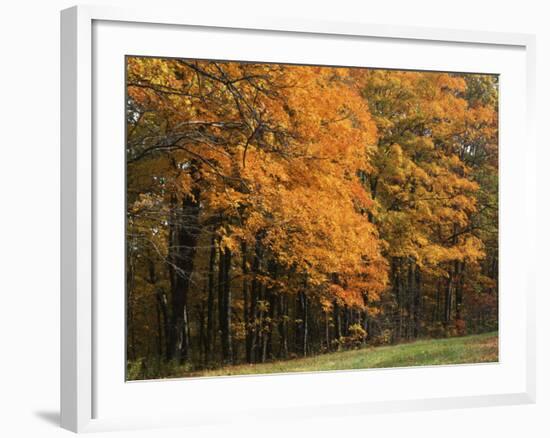 Sugar Maples, Ozark-St. Francis National Forest, Arkansas, USA-Charles Gurche-Framed Photographic Print