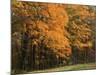 Sugar Maples, Ozark-St. Francis National Forest, Arkansas, USA-Charles Gurche-Mounted Photographic Print
