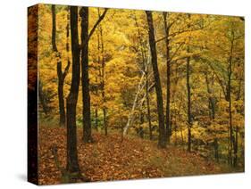 Sugar Maples, Ozark-St. Francis National Forest, Arkansas, USA-Charles Gurche-Stretched Canvas