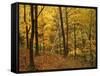 Sugar Maples, Ozark-St. Francis National Forest, Arkansas, USA-Charles Gurche-Framed Stretched Canvas