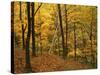 Sugar Maples, Ozark-St. Francis National Forest, Arkansas, USA-Charles Gurche-Stretched Canvas