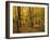 Sugar Maples, Ozark-St. Francis National Forest, Arkansas, USA-Charles Gurche-Framed Premium Photographic Print