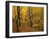 Sugar Maples, Ozark-St. Francis National Forest, Arkansas, USA-Charles Gurche-Framed Premium Photographic Print