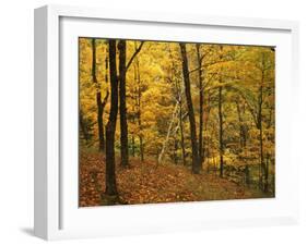 Sugar Maples, Ozark-St. Francis National Forest, Arkansas, USA-Charles Gurche-Framed Premium Photographic Print