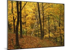 Sugar Maples, Ozark-St. Francis National Forest, Arkansas, USA-Charles Gurche-Mounted Premium Photographic Print
