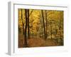 Sugar Maples, Ozark-St. Francis National Forest, Arkansas, USA-Charles Gurche-Framed Photographic Print