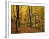 Sugar Maples, Ozark-St. Francis National Forest, Arkansas, USA-Charles Gurche-Framed Photographic Print