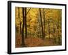 Sugar Maples, Ozark-St. Francis National Forest, Arkansas, USA-Charles Gurche-Framed Photographic Print