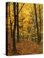 Sugar Maples, Ozark-St. Francis National Forest, Arkansas, USA-Charles Gurche-Stretched Canvas