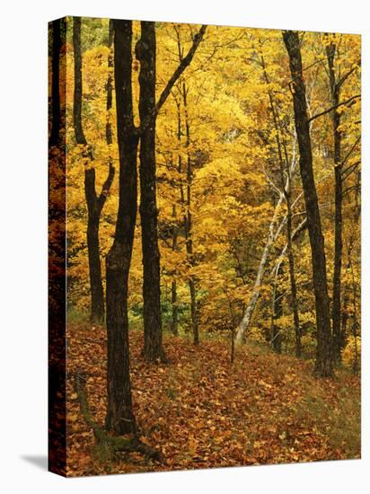 Sugar Maples, Ozark-St. Francis National Forest, Arkansas, USA-Charles Gurche-Stretched Canvas