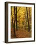 Sugar Maples, Ozark-St. Francis National Forest, Arkansas, USA-Charles Gurche-Framed Photographic Print