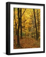 Sugar Maples, Ozark-St. Francis National Forest, Arkansas, USA-Charles Gurche-Framed Photographic Print