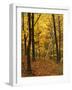 Sugar Maples, Ozark-St. Francis National Forest, Arkansas, USA-Charles Gurche-Framed Photographic Print